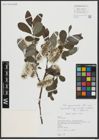 Foto von Salix appendiculata Vill.